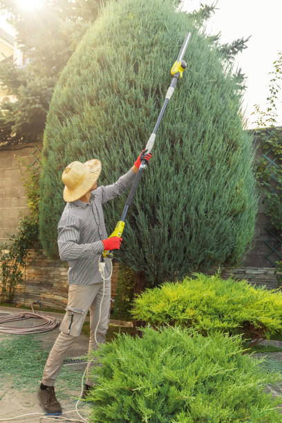 Large Tree Removal in Ammon, ID